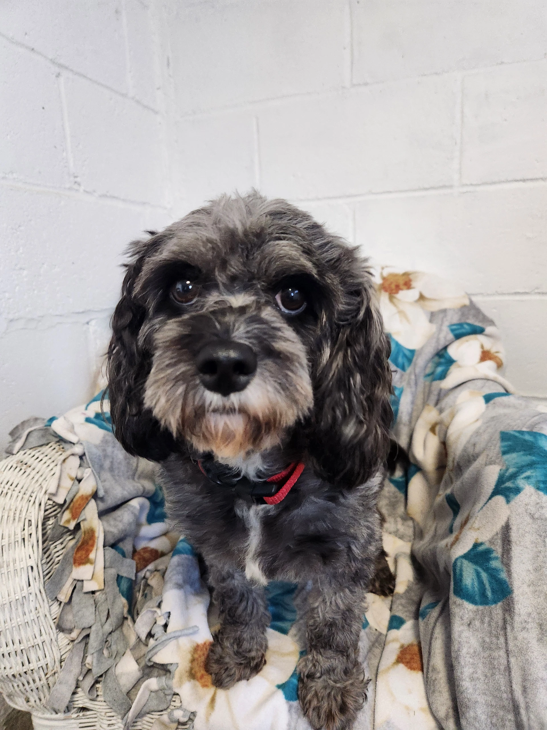 Jada  Cavapoo