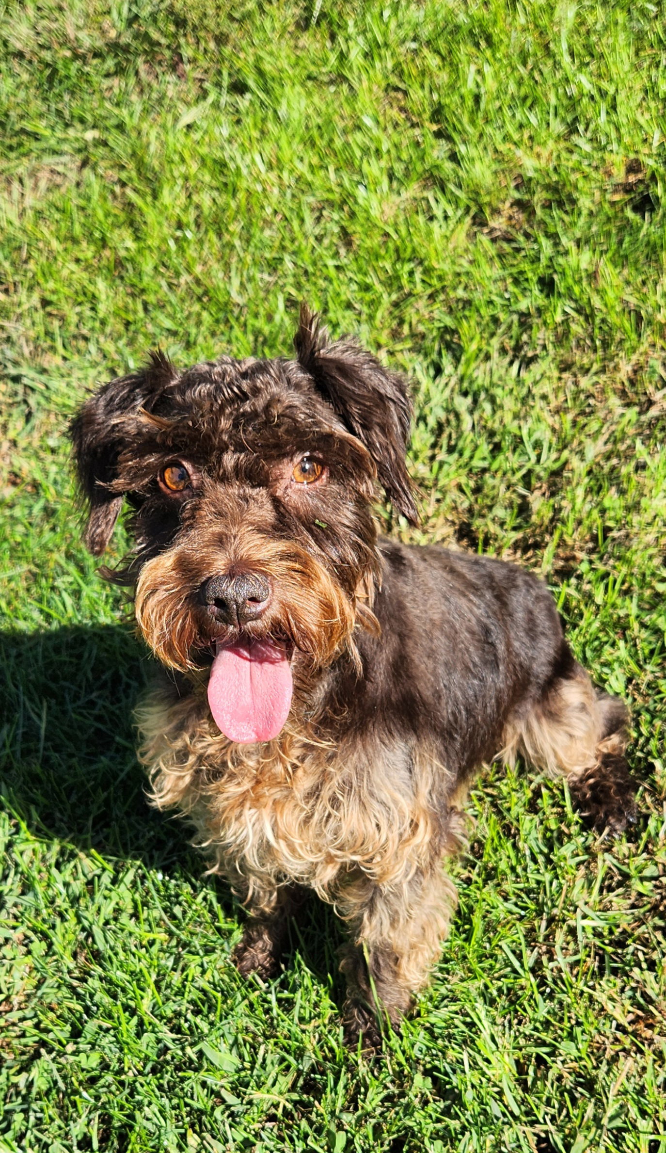 Nutmeg, Miniature Schnauzer