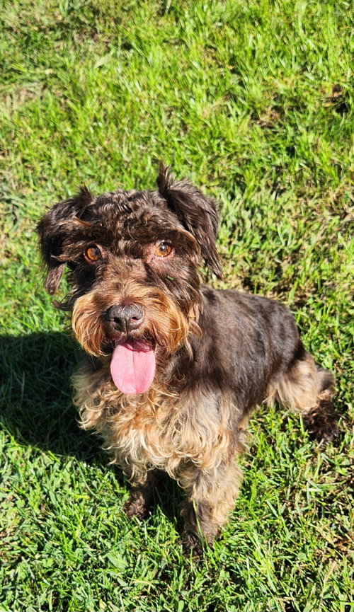 Nutmeg, a dog for adoption from They Deserve Better Dog Rescue