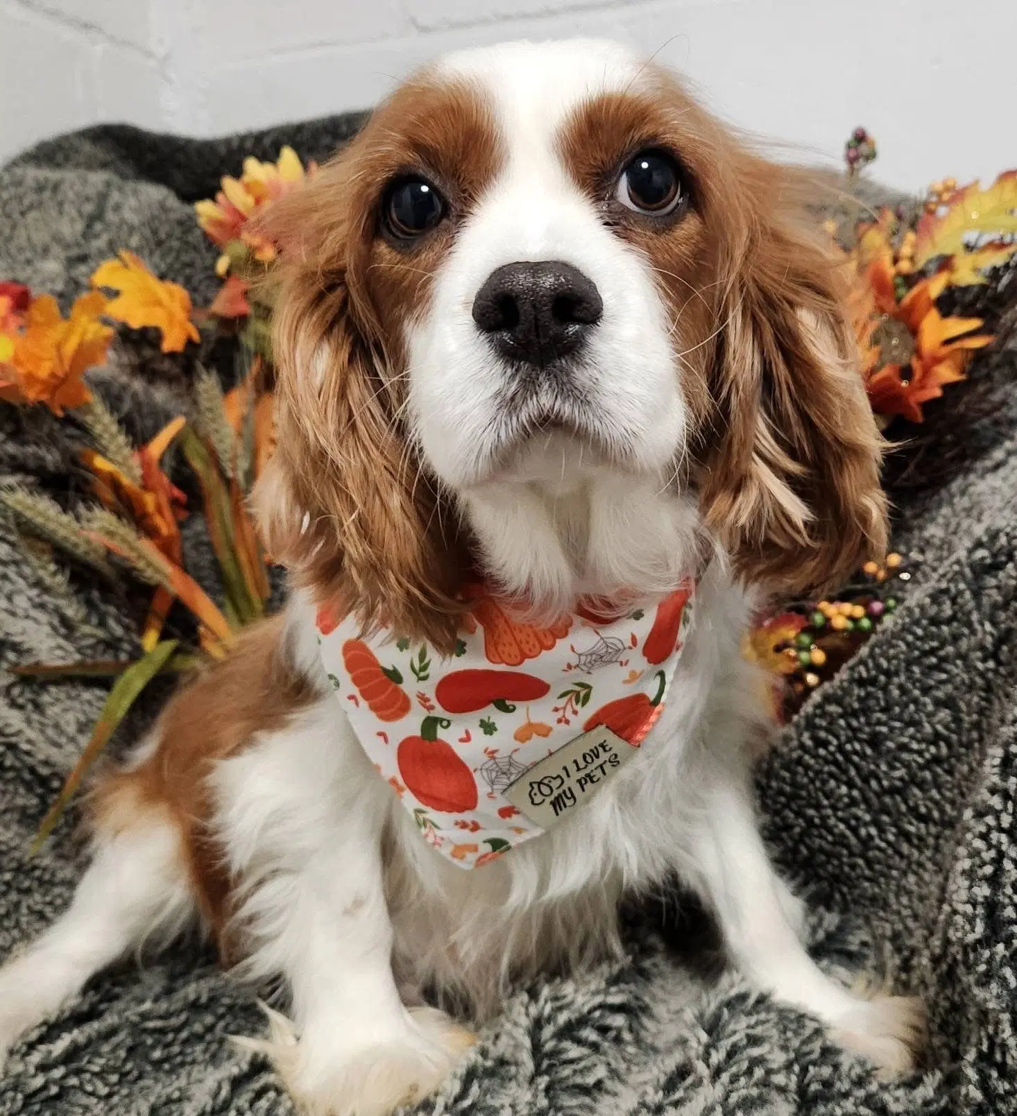 Darla - Cavalier King Charles Spaniel