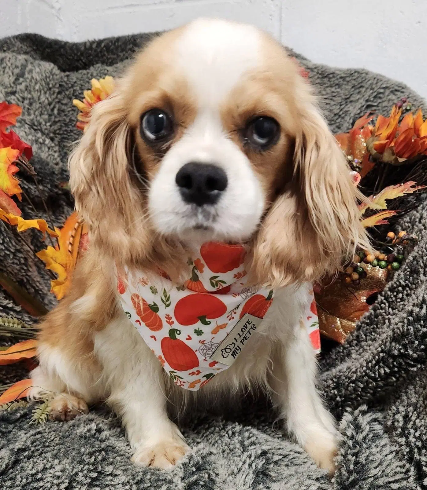 Latte - Cavalier King Charles Spaniel