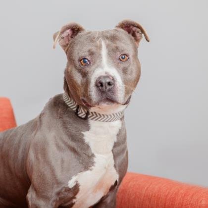 Ace Ventura - American Staffordshire Terrier / Mixed