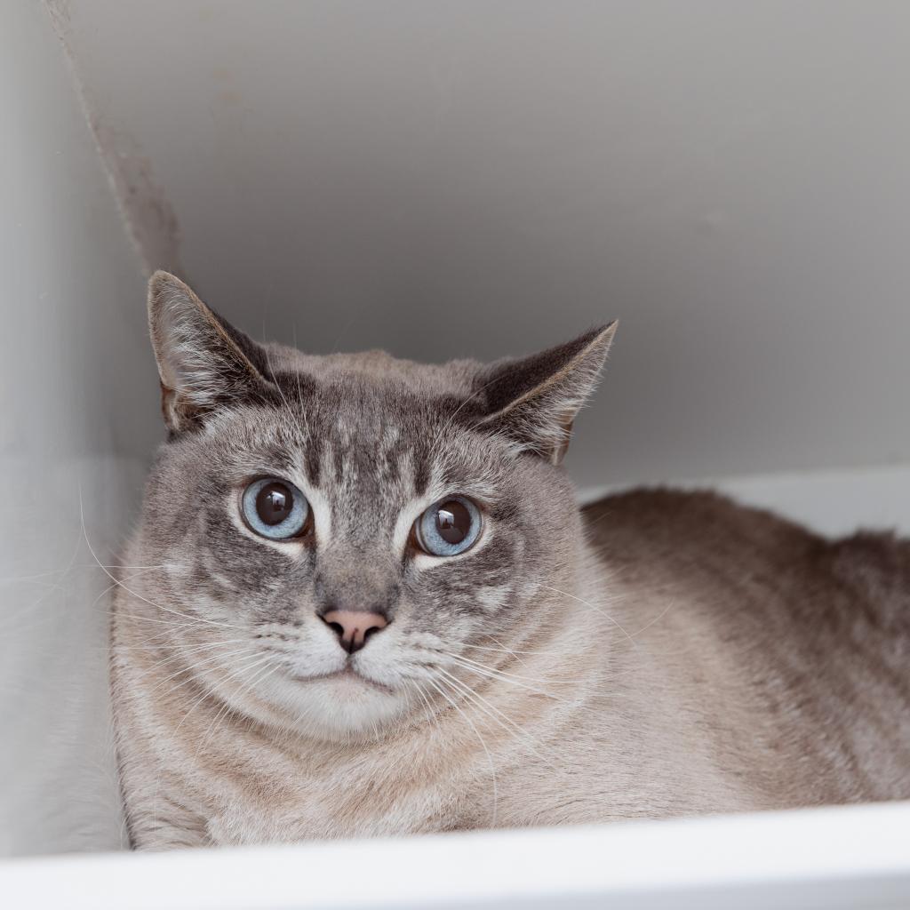 Uriel - Domestic Short Hair