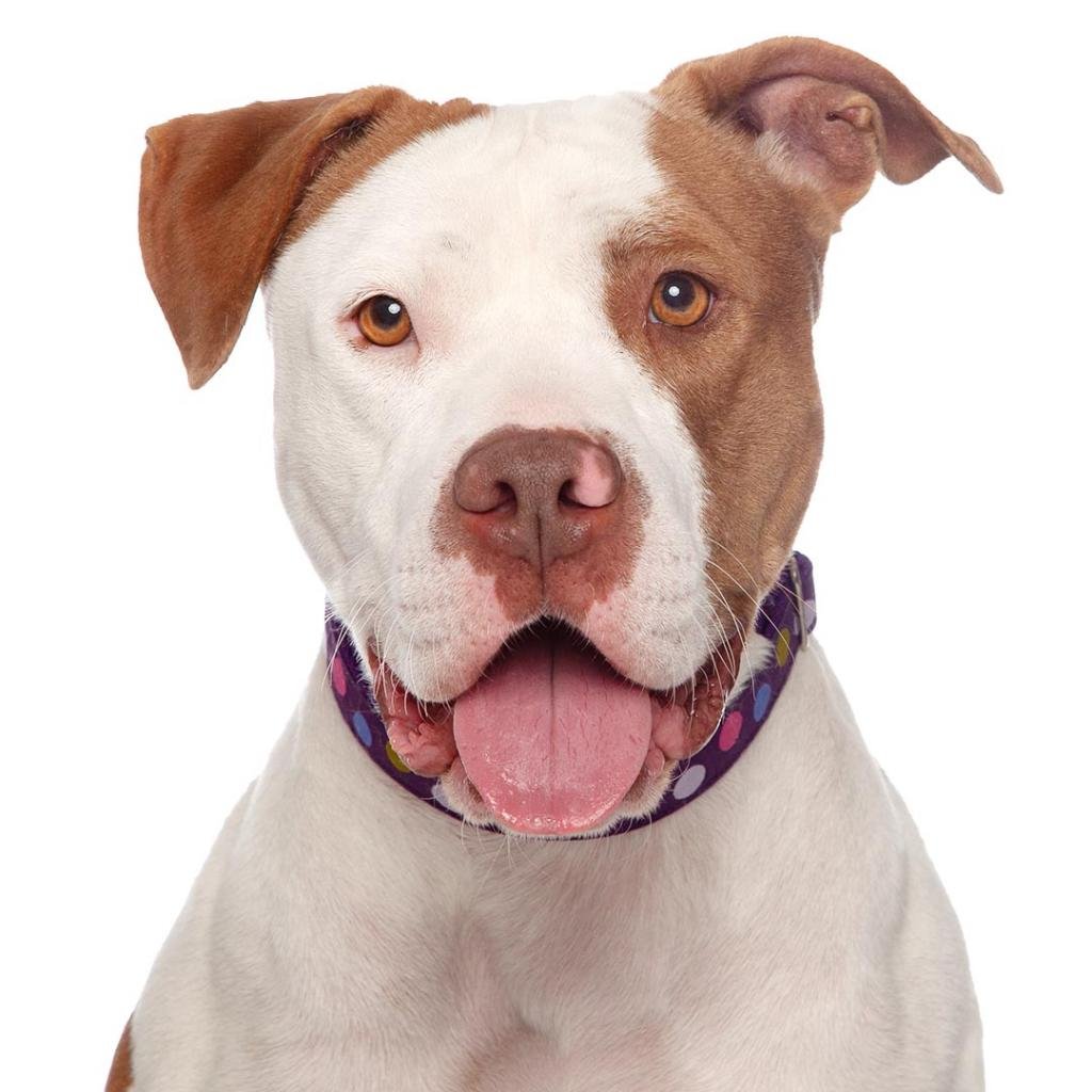 Bertha - American Staffordshire Terrier / Mixed