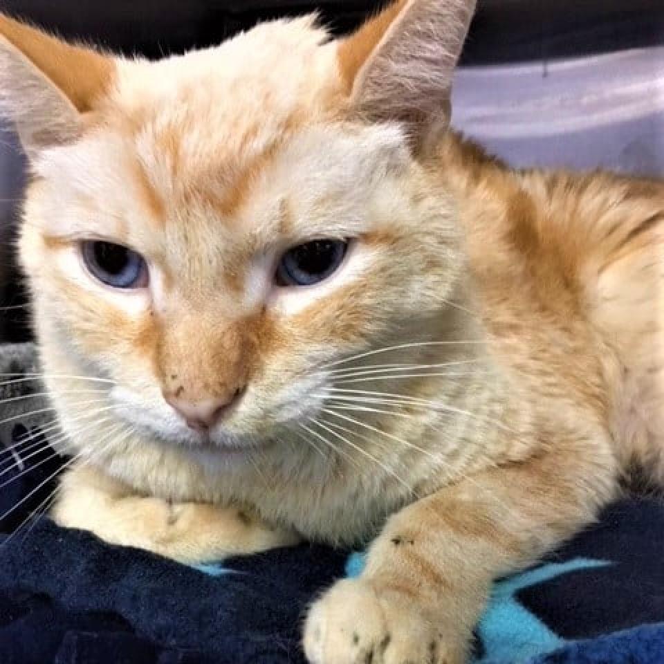 Zoolander - Domestic Short Hair / Mixed
