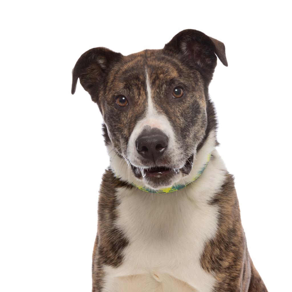 Angel - American Staffordshire Terrier / Mixed