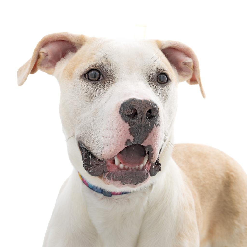 Dill - Pit Bull Terrier / Mixed