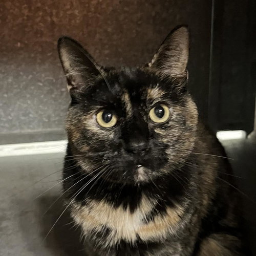 Nara, an adoptable Domestic Short Hair in Los Angeles, CA