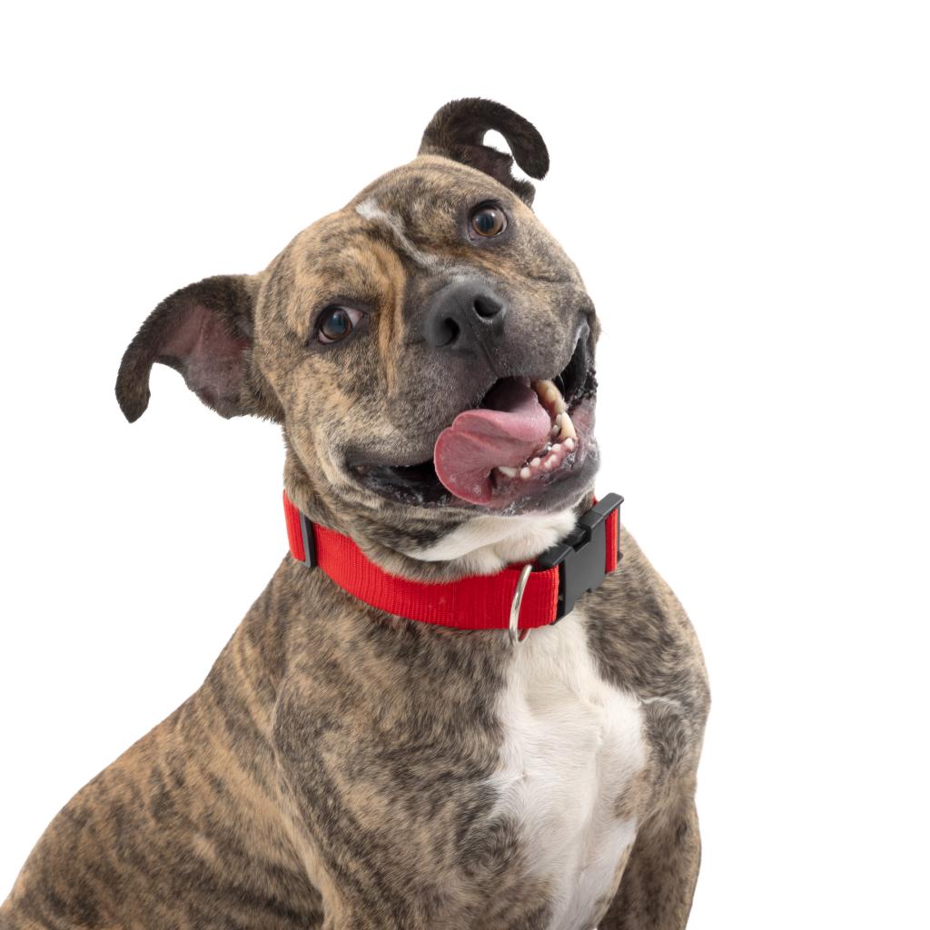 Adoptable Male Male