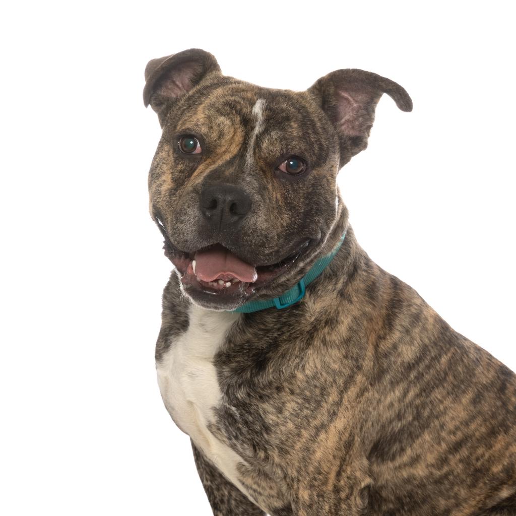 Adoptable Male Male