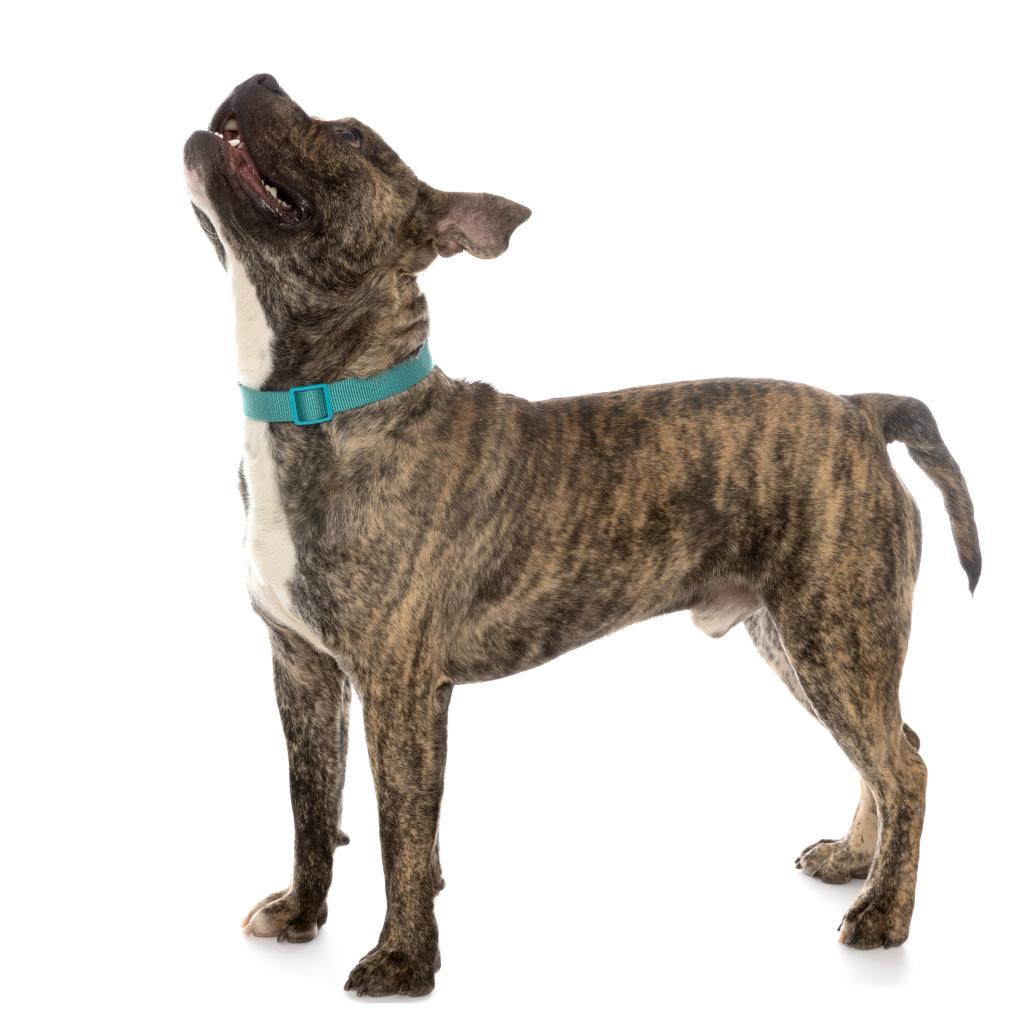 Adoptable Male Male