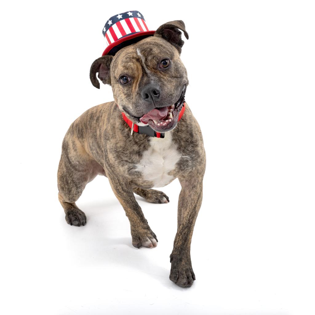 Adoptable Male Male