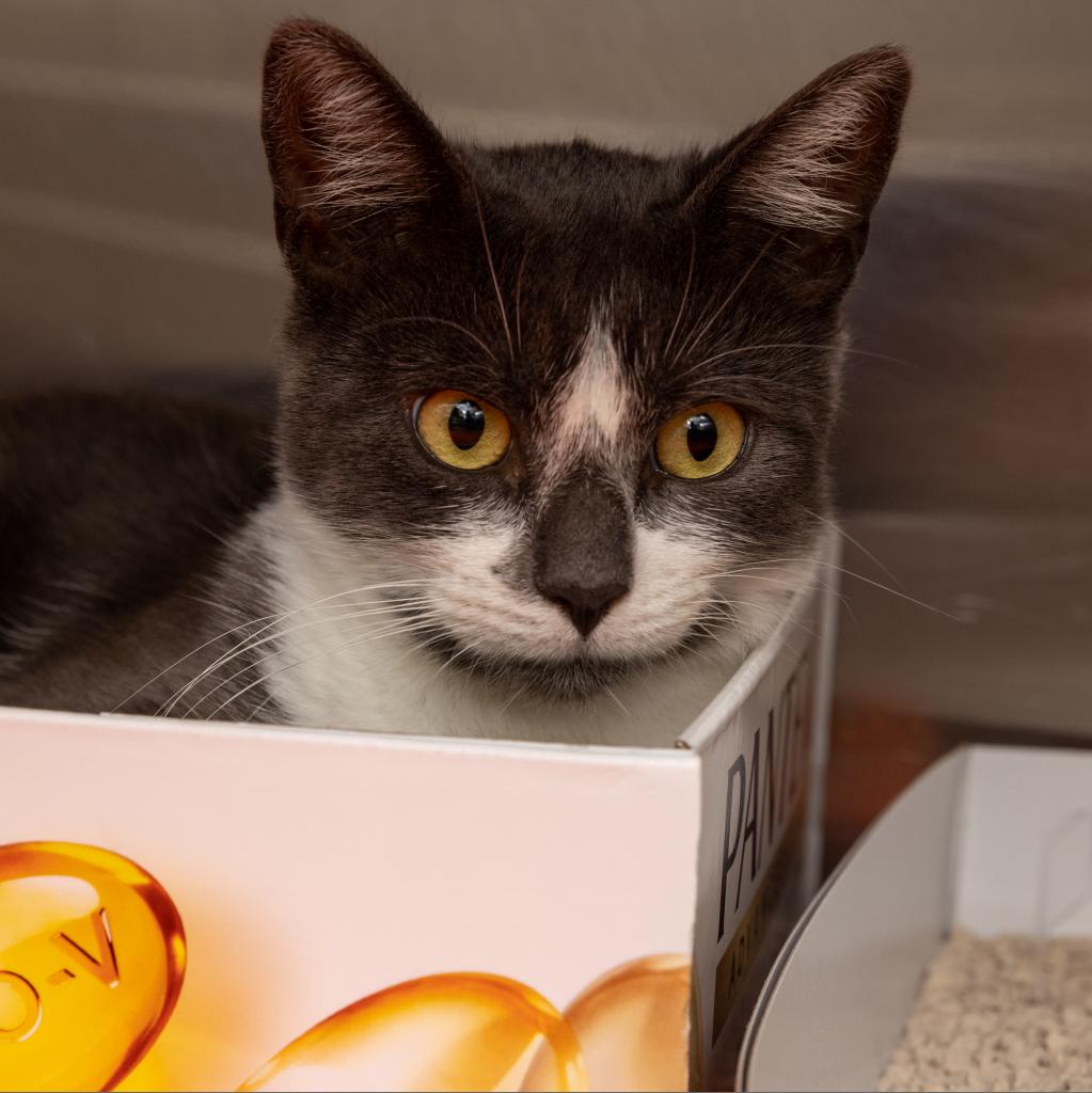 Aqua