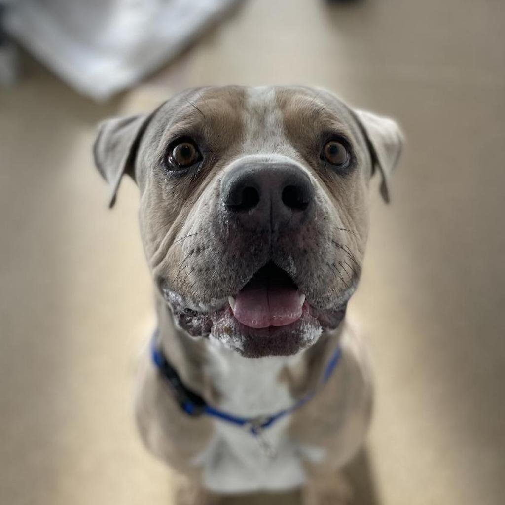 Bob Ross - American Staffordshire Terrier / Mixed