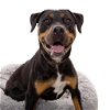 adoptable Dog in  named Licorice