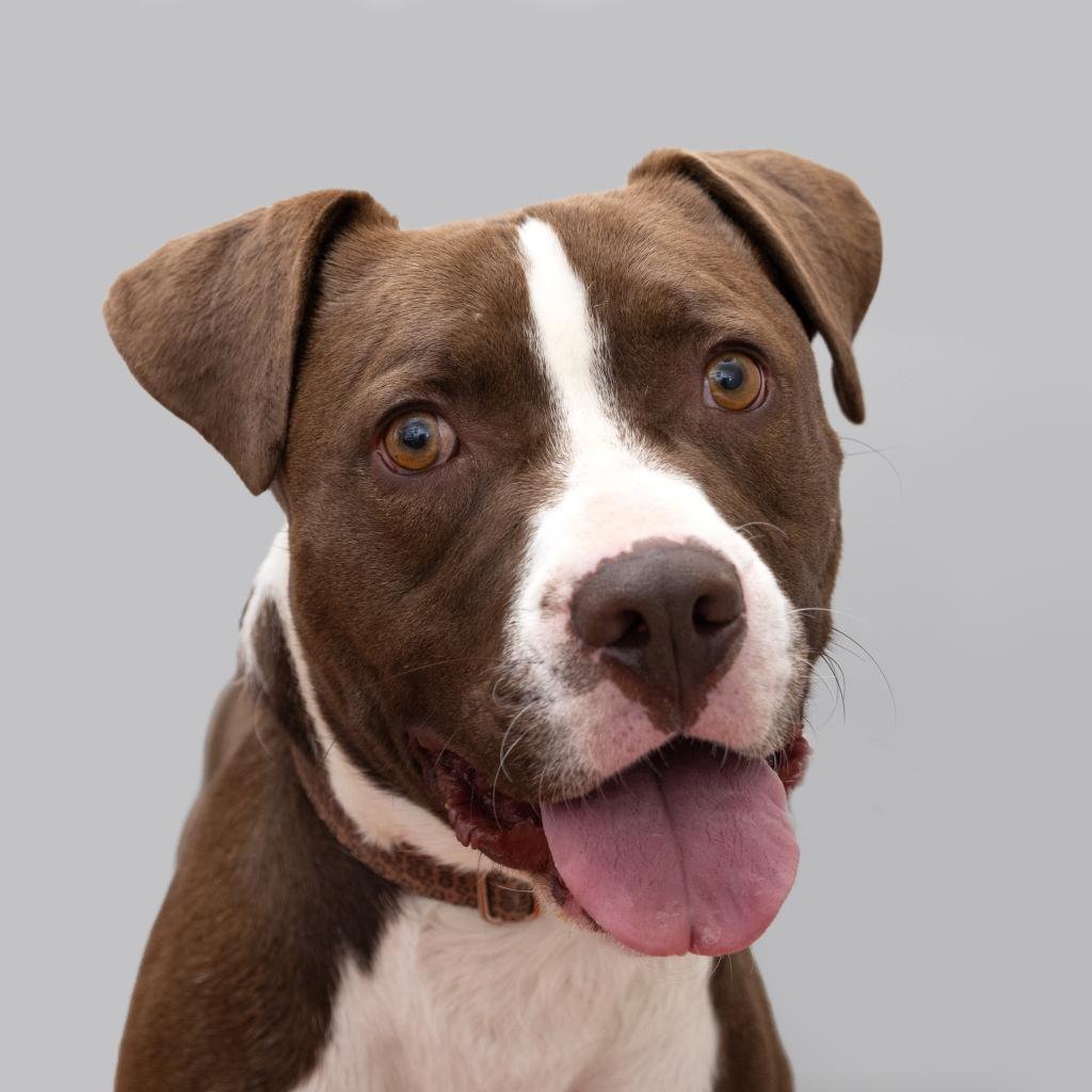 Tangelo - American Pit Bull Terrier / Mixed
