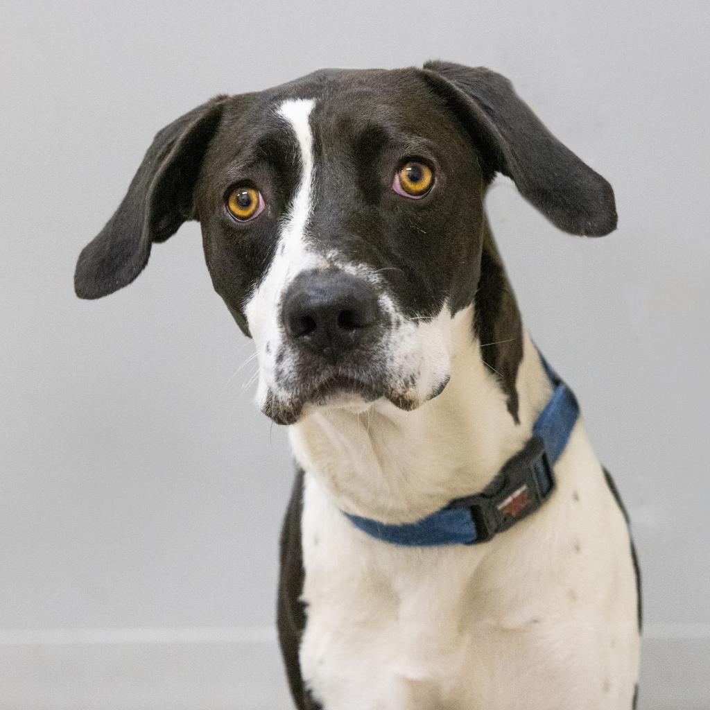 Adoptable Female Female