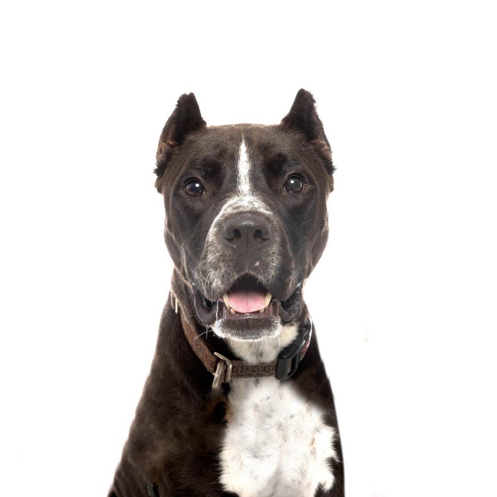 Draco - American Staffordshire Terrier / Mixed