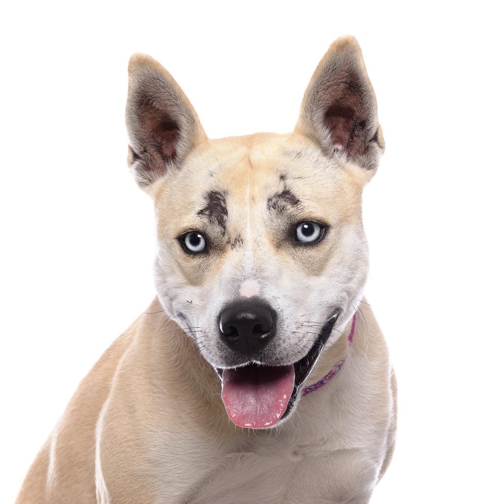Bonny - Husky / American Staffordshire Terrier / Mixed
