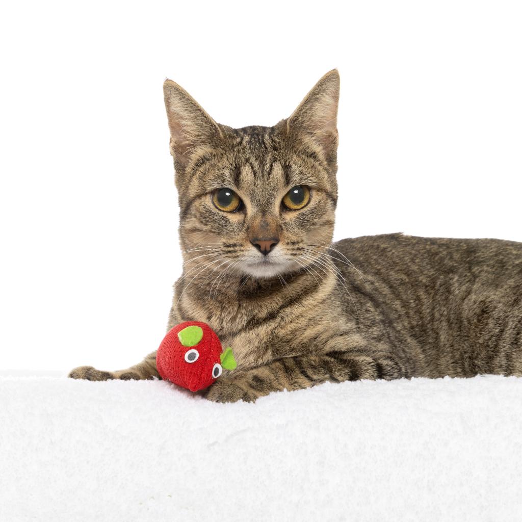 Cat adoption in Los Angeles, CA 90025 Domestic Short Hair Cat "Very Merry"