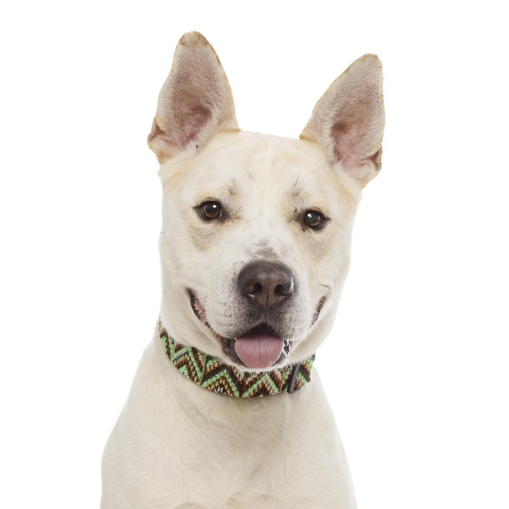 Drizzle - American Staffordshire Terrier / Mixed