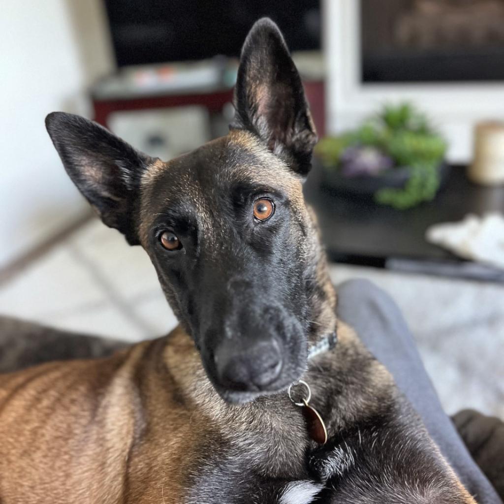 Adoptable Female Female