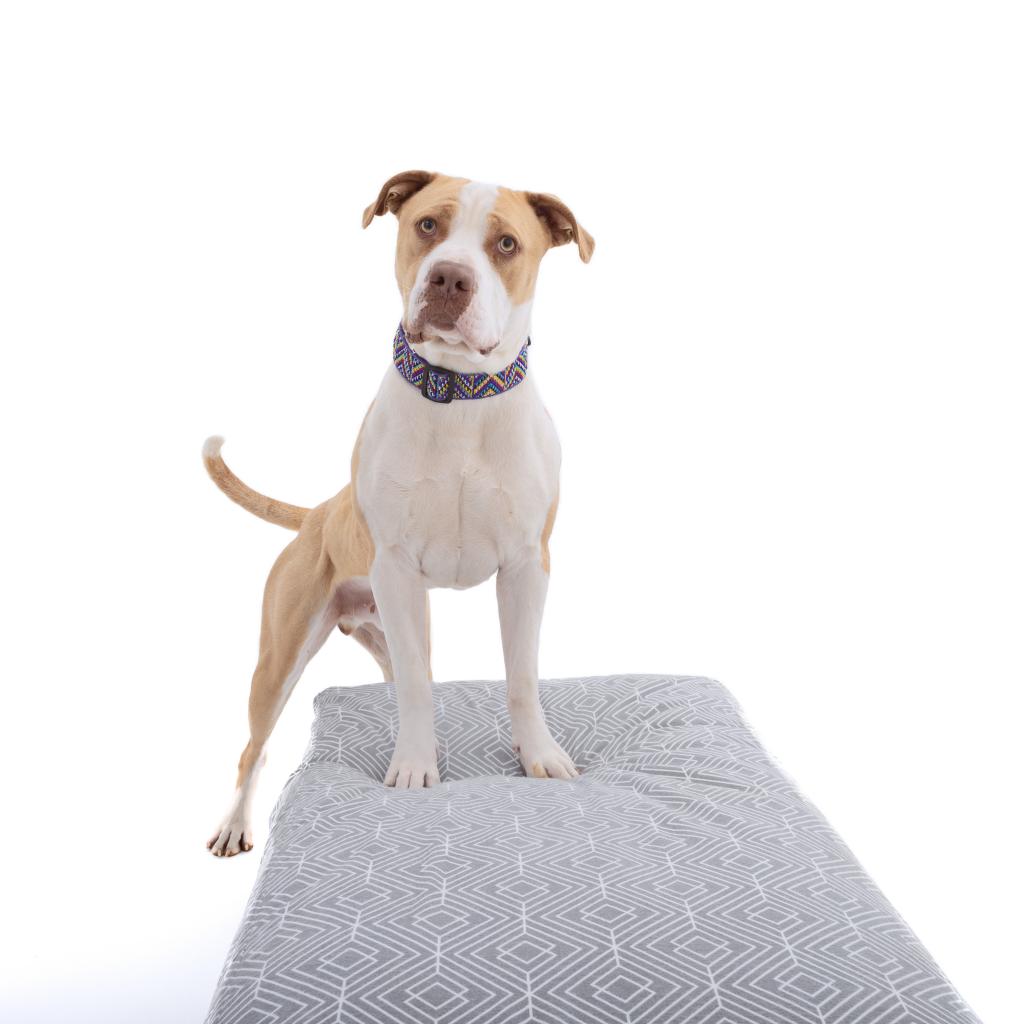 Adoptable Male Male