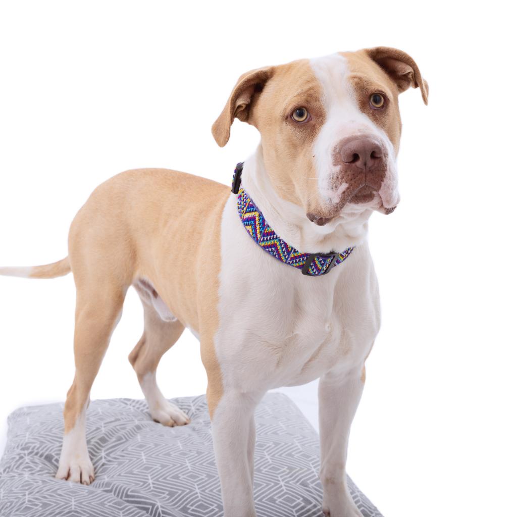 Adoptable Male Male