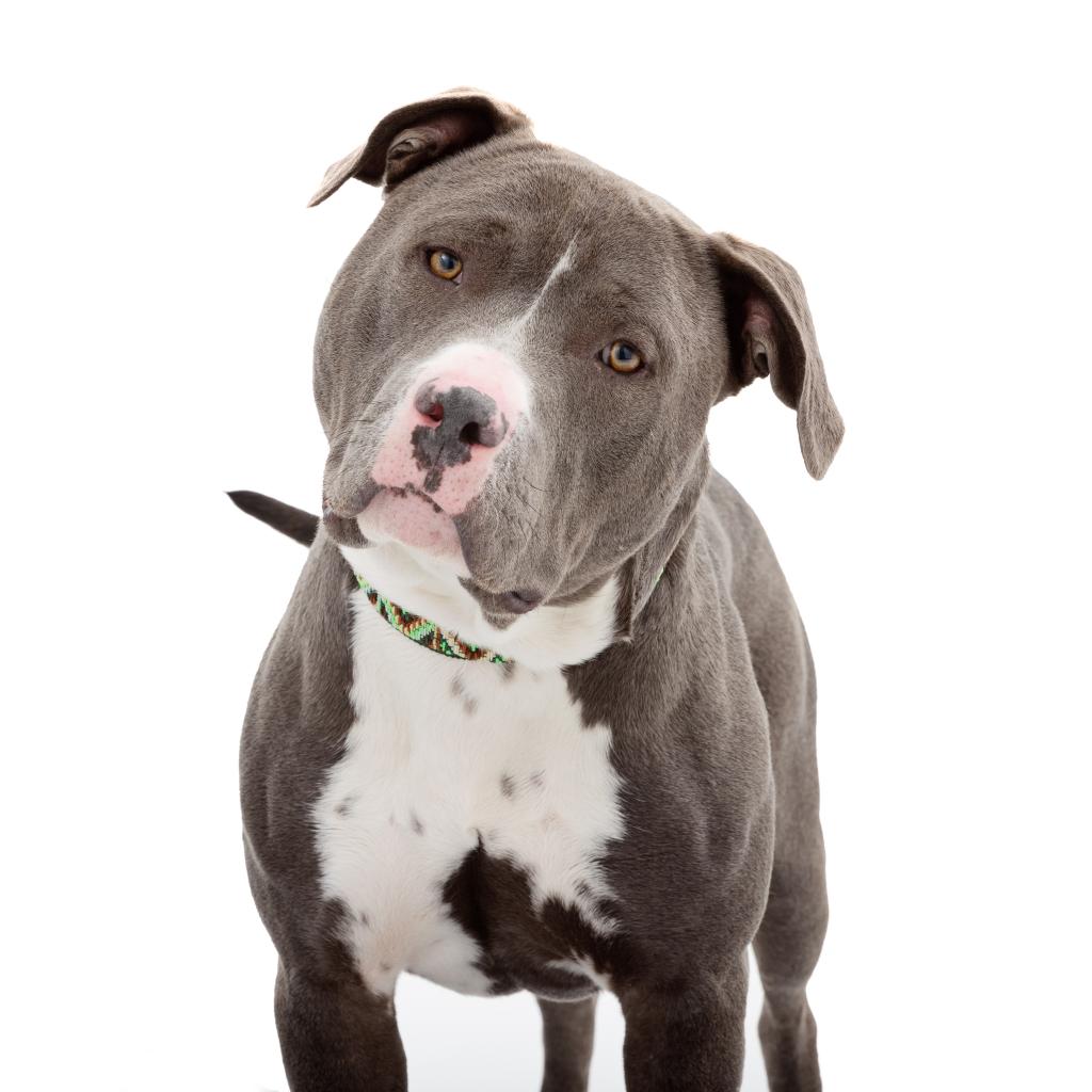 Adoptable Male Male