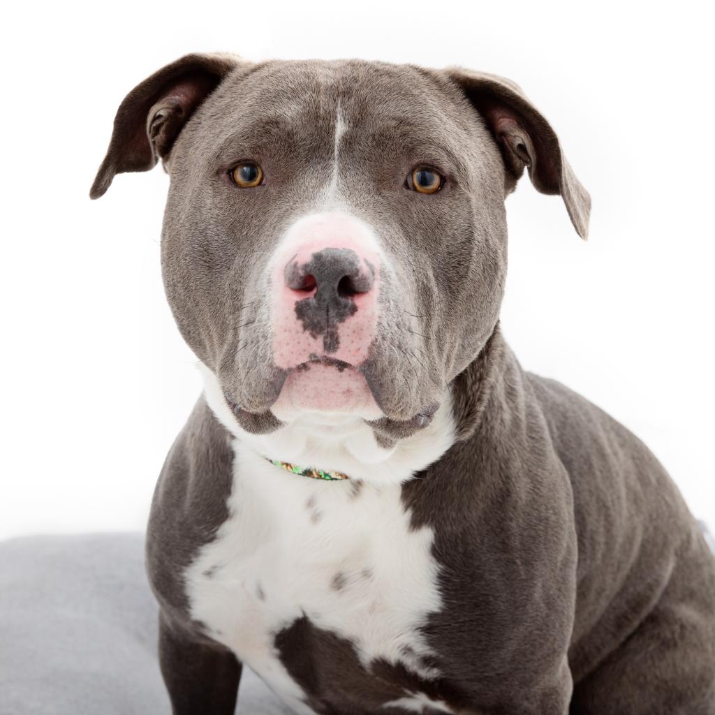 Adoptable Male Male