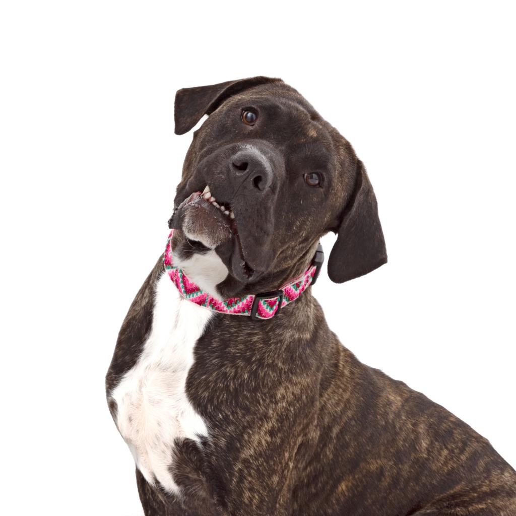 Adoptable Female Female