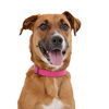 adoptable Dog in  named Summer