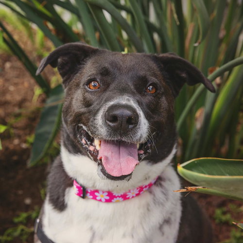 Polly, an adoptable Border Collie in Los Angeles, CA