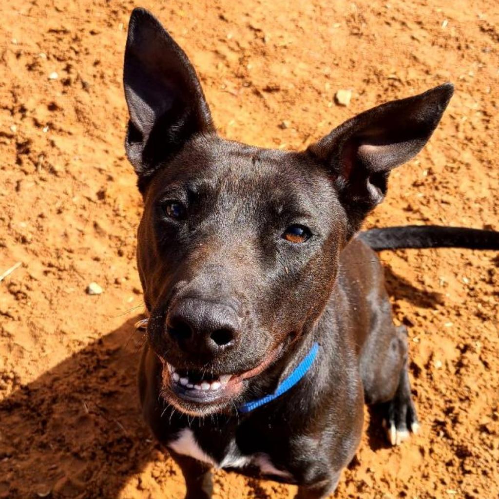 Lampy - Labrador Retriever / Mixed