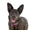adoptable Dog in  named Libby