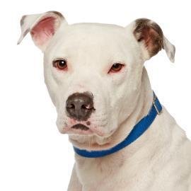 Spots - American Staffordshire Terrier / Mixed
