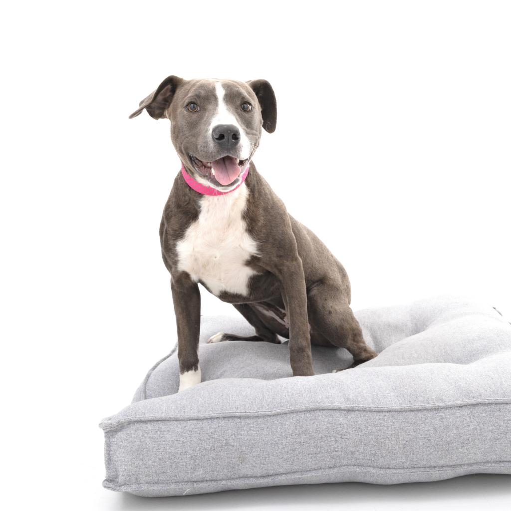 Adoptable Female Female