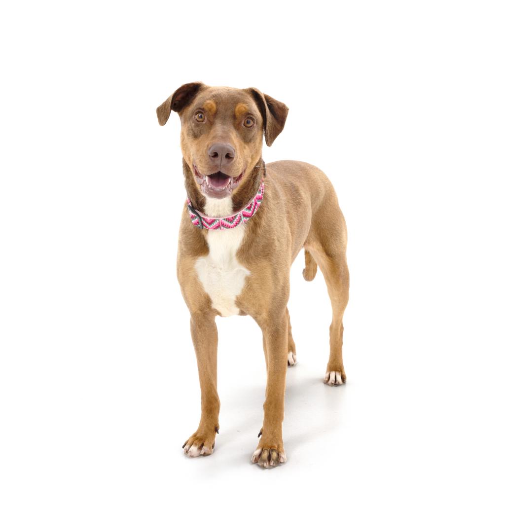Adoptable Female Female