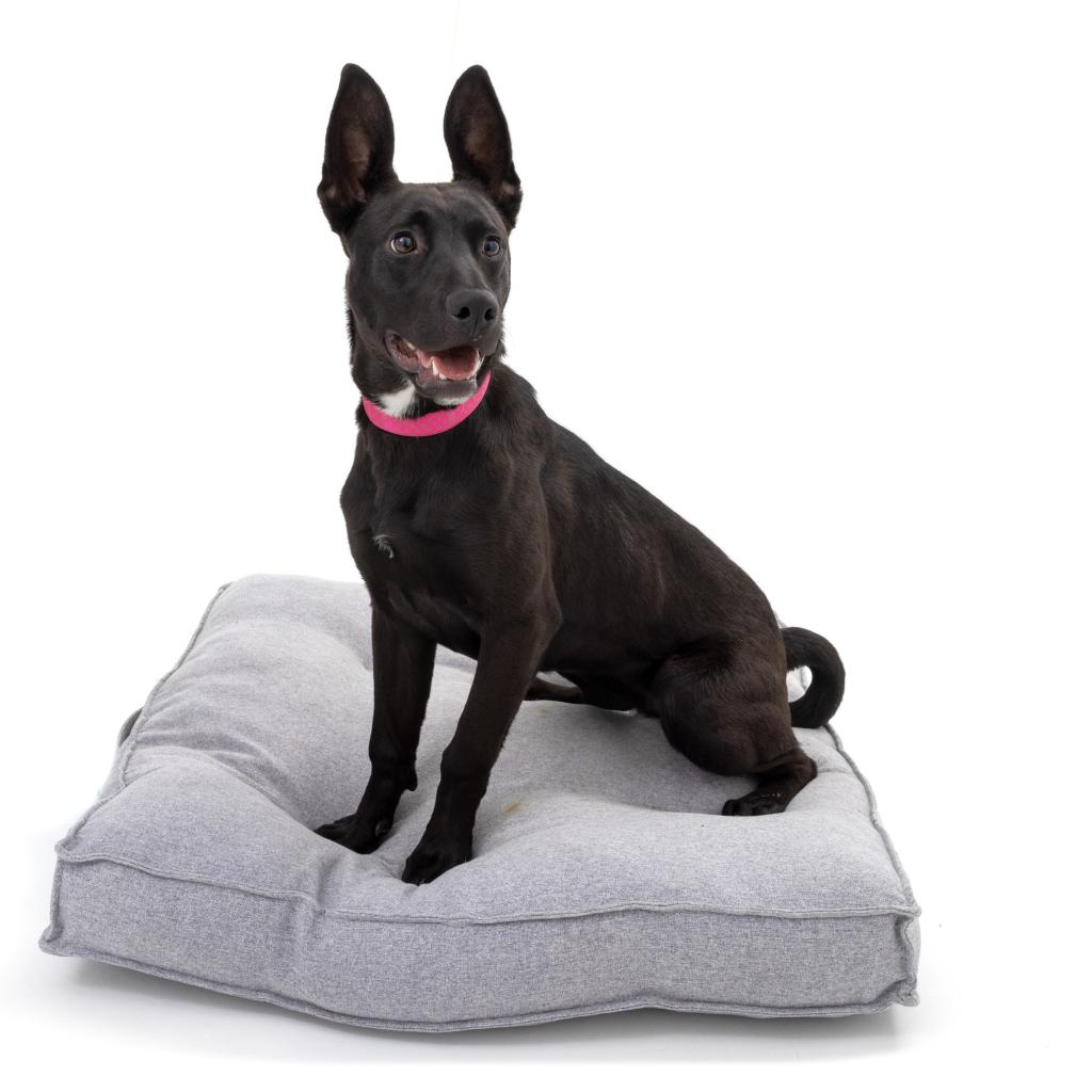 Adoptable Female Female