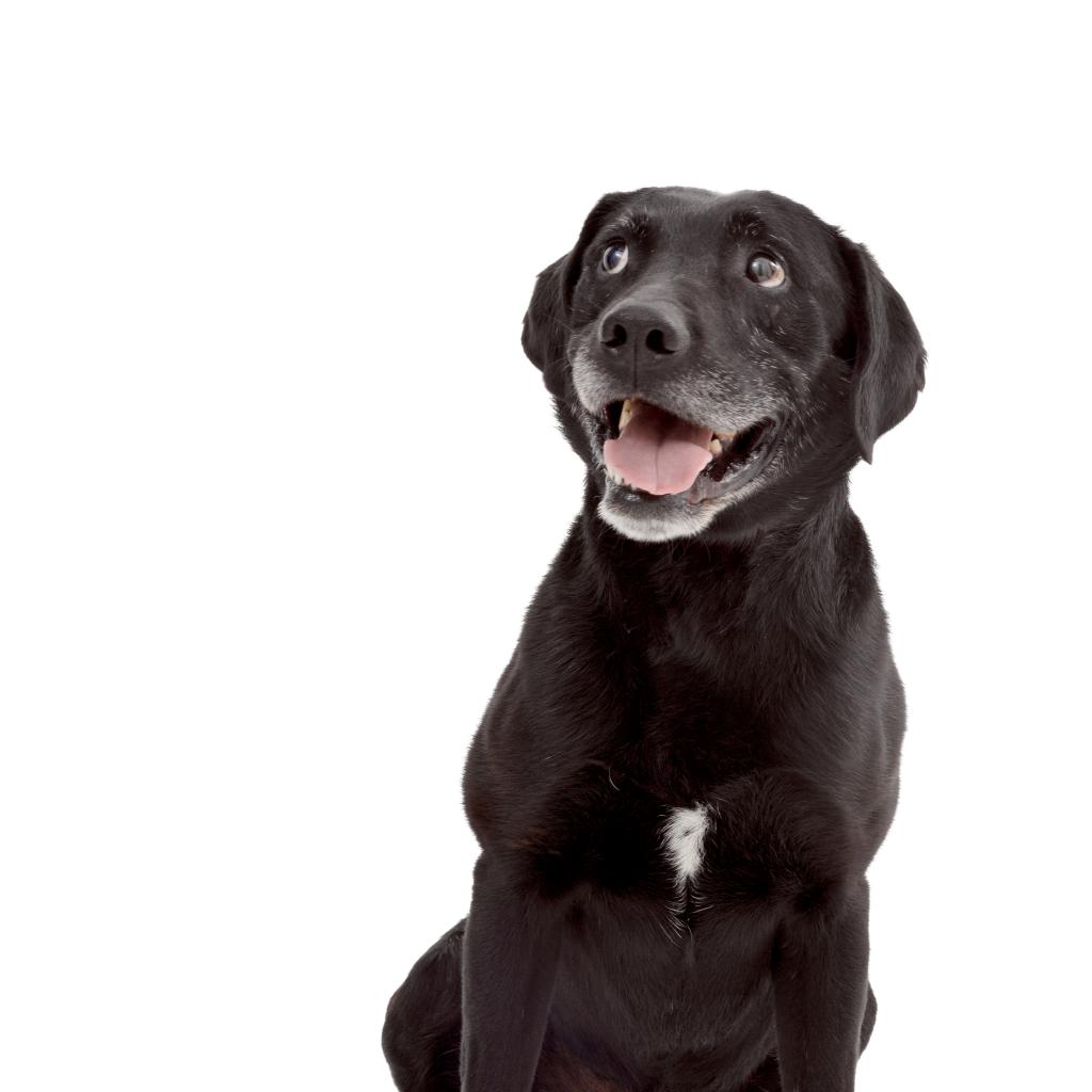 Adoptable Male Male