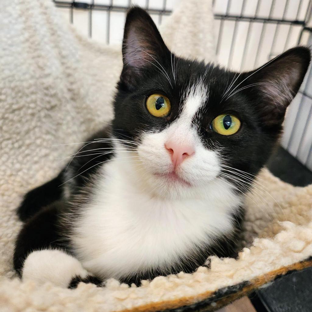 Gimlet Best Friends Animal Society Save Them All