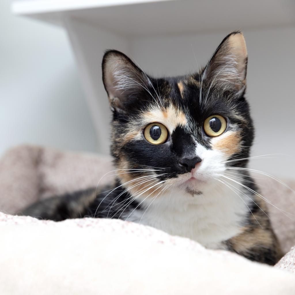 Greta - Domestic Short Hair / Mixed