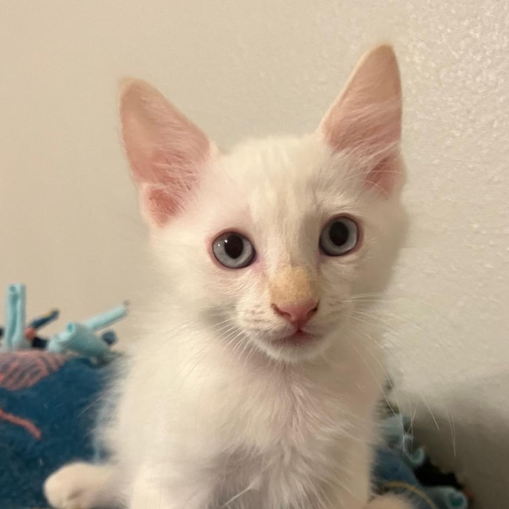 Tapioca - Domestic Short Hair