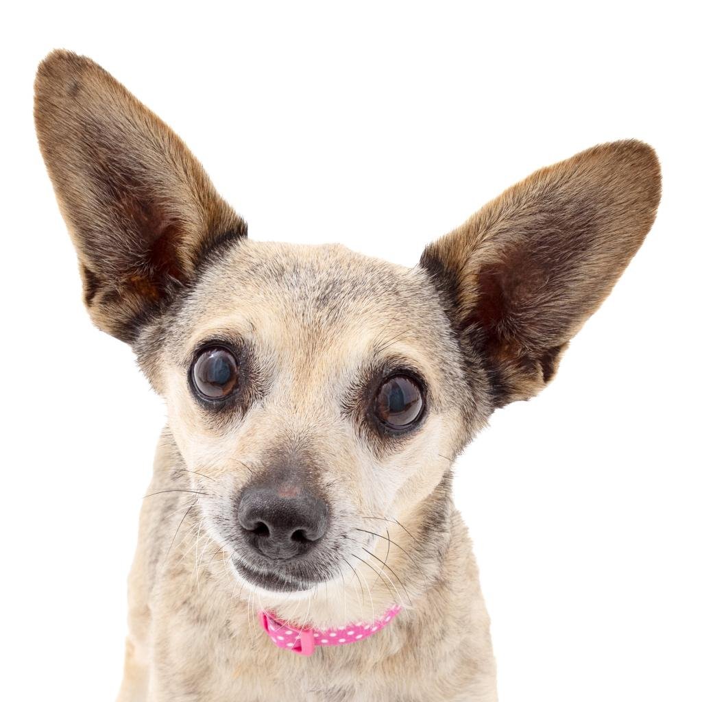 Hershey - Chihuahua / Mixed