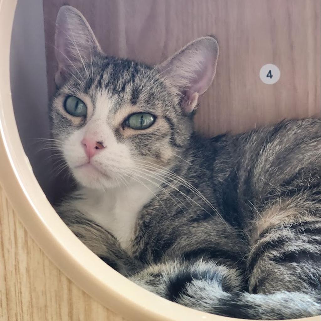 Adoptable Female Female