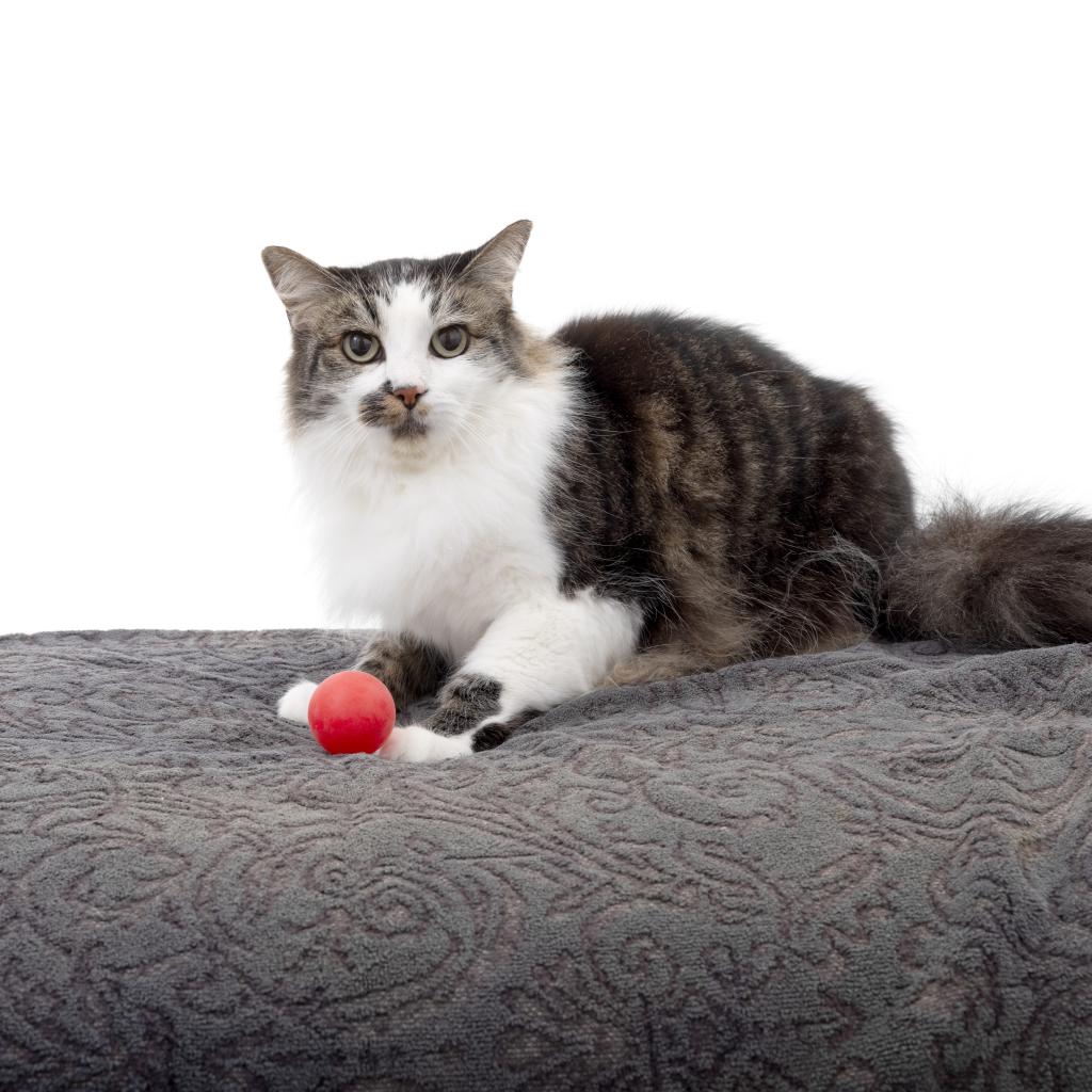 Adoptable Female Female