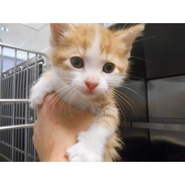 Adoptable Female Female