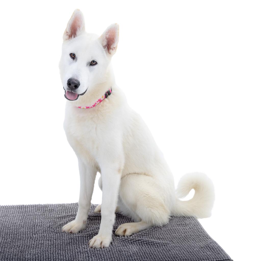 Adoptable Female Female