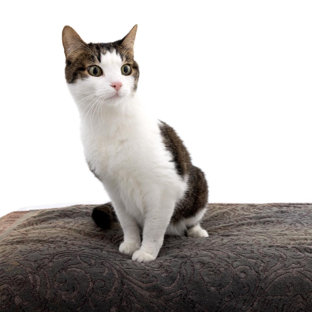 Piper - Domestic Short Hair / Mixed