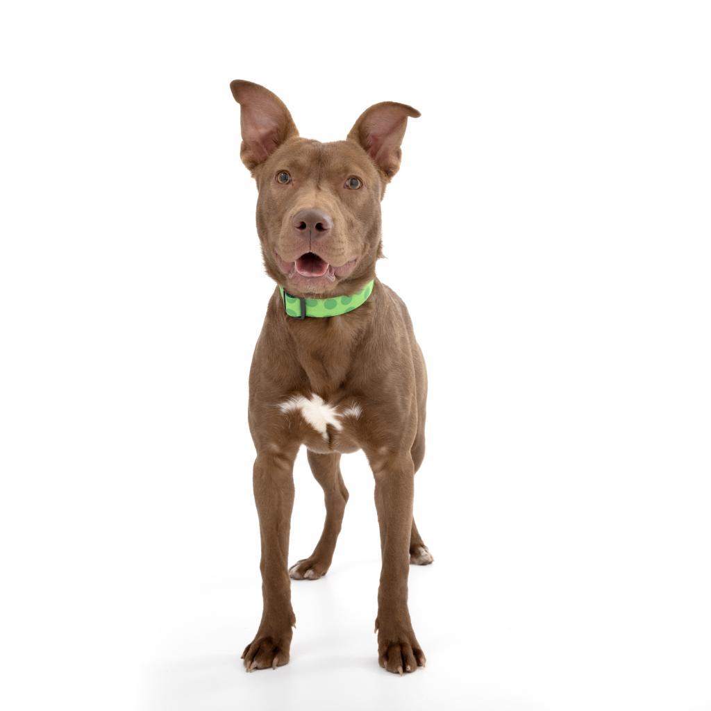 Twill - Labrador Retriever / Mixed
